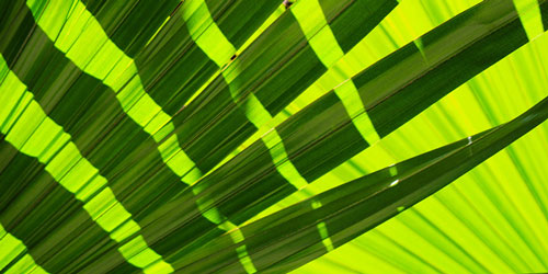 Upclose greenery representing Florida photographers and videographers