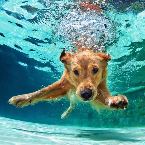 Dog under water representing creative freelance public relations consultants in Florida